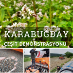 Yenişehir’de 14 dönüm alana karabuğday ekildi