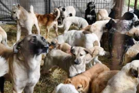 köpekler