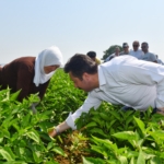 Yenişehir Biber hasadı başladı