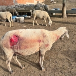 Köpekler Koyunlara Saldırdı