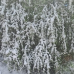 Yenişehir’i Zirai Don Vurdu