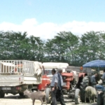 Hayvan Satış Yerleri Hizmete Kapatıldı