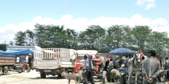 Hayvan Satış Yerleri Hizmete Kapatıldı