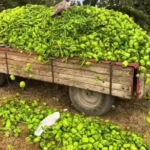 Sadi Aktaş: Dökülen Biberler Çıkma