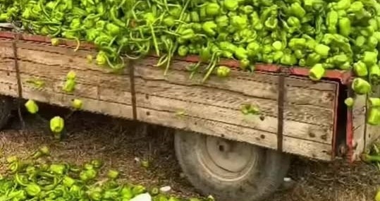 Sadi Aktaş: Dökülen Biberler Çıkma