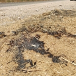 Vatandaşın ihbarı Felaketi Önledi