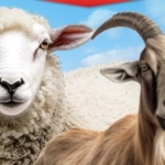 Büyükşehir’den Aşı Ve Yem Desteği