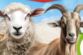 yem aşı desteği