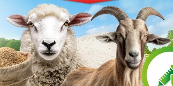 Büyükşehir’den Aşı Ve Yem Desteği